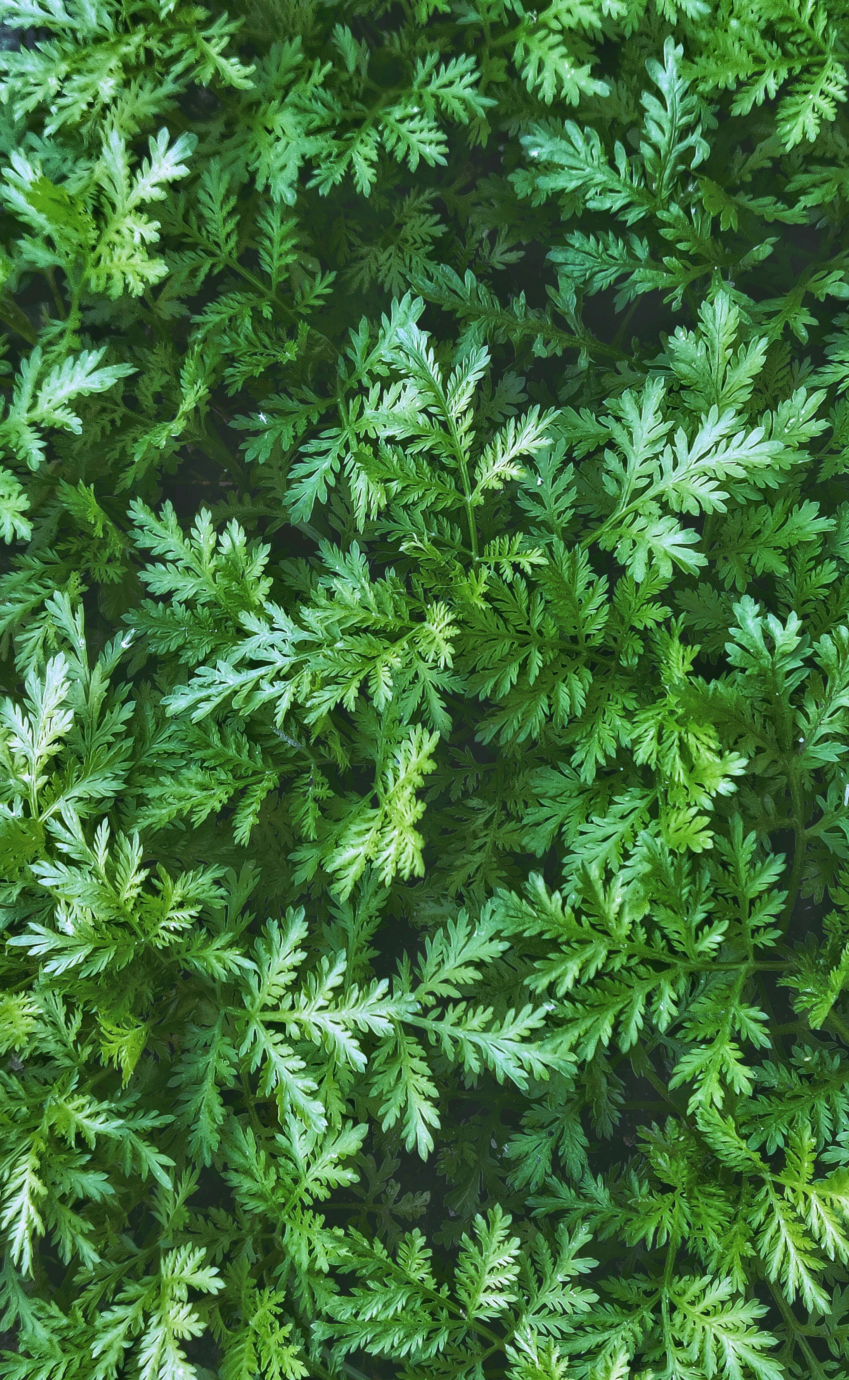 Artemisia