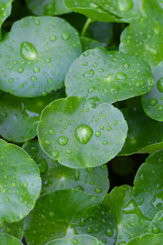 Centella Asiatica